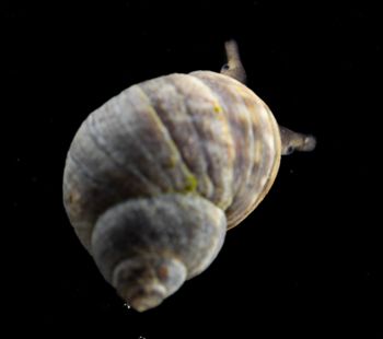 Media type: image;   Malacology 413373 Description: Live specimen image.;